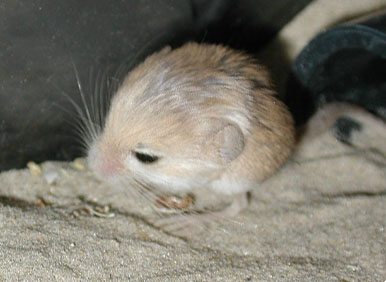 世界最小のネズミ　バルチスタンコミミトビネズミ3